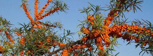 沙棘神奇的植物,沙棘到底是什么植物