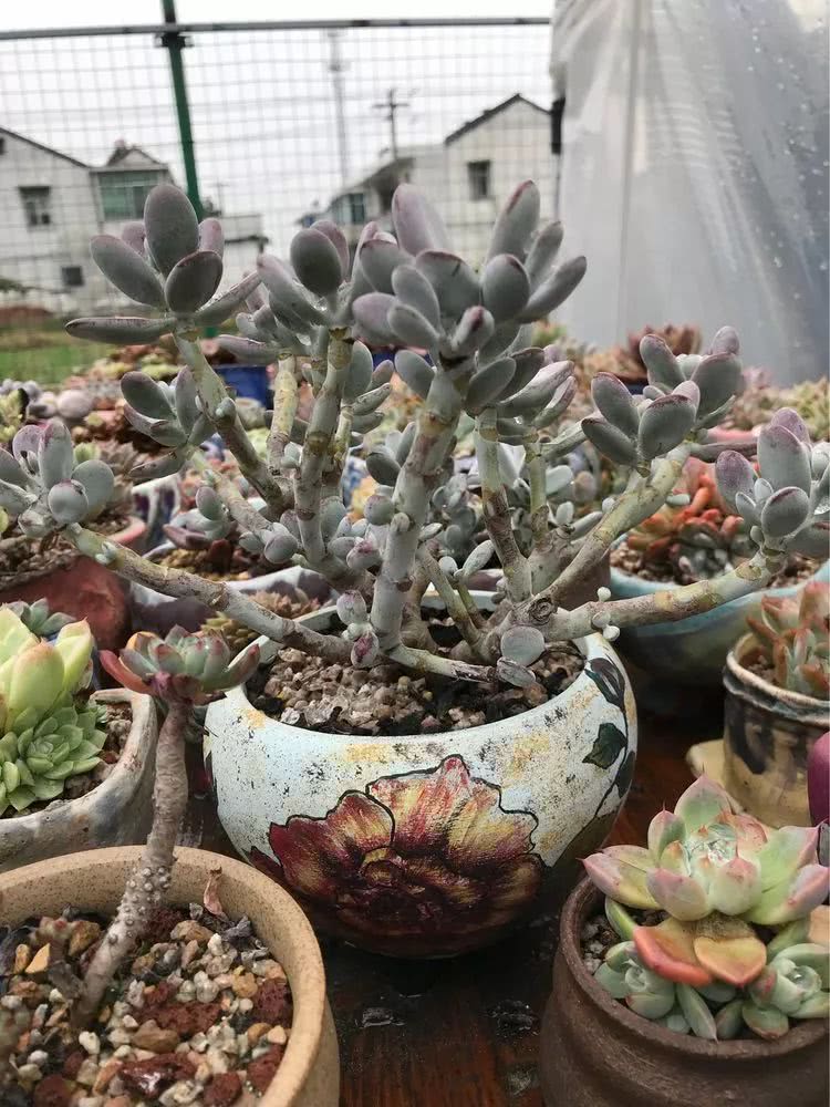 大家平时养多肉比较喜欢哪个系列,四年的养殖生涯