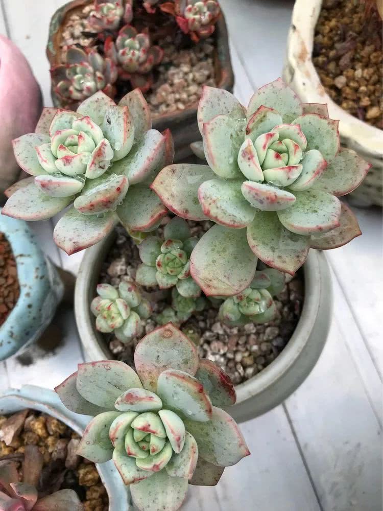 大家平时养多肉比较喜欢哪个系列,四年的养殖生涯