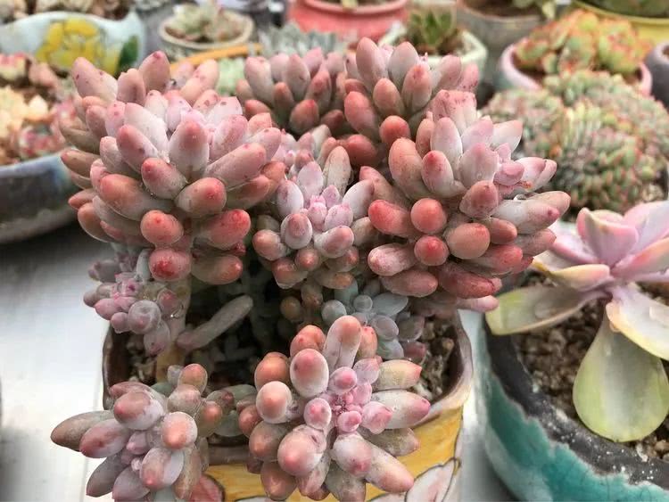 大家平时养多肉比较喜欢哪个系列,四年的养殖生涯