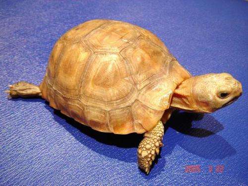 秋季准备工作；缅陆该如何冬眠？