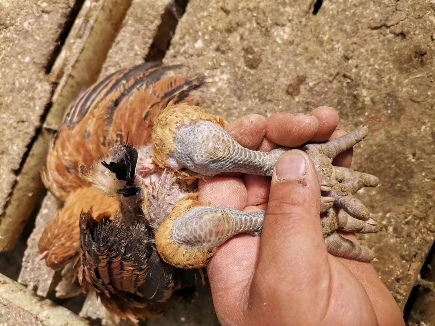 鸡关节受伤肿大最佳治疗方法,鸡关节肿是什么病如何治疗
