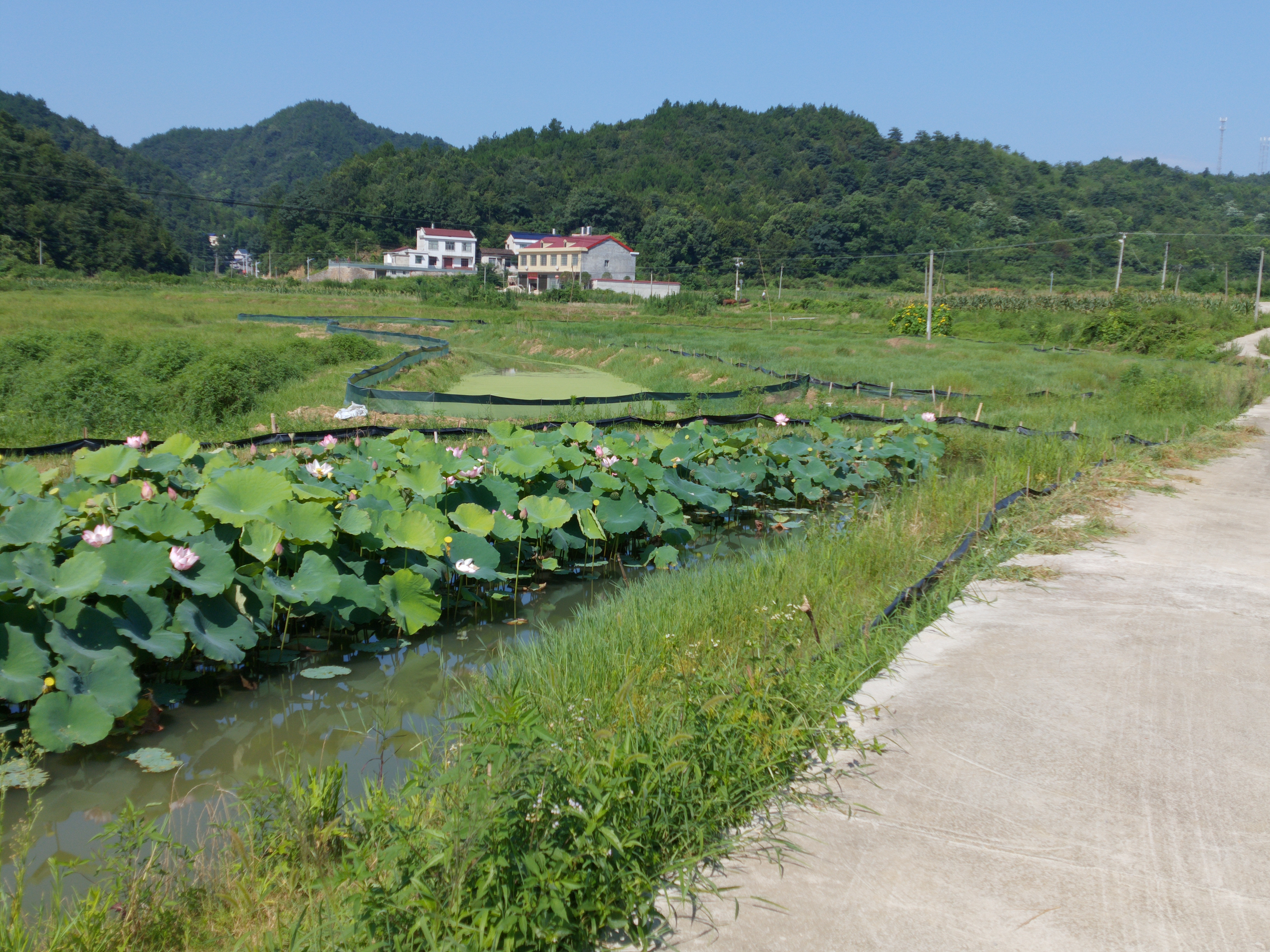 养虾和养鱼哪个利润高,高密度养虾成本与利润分析