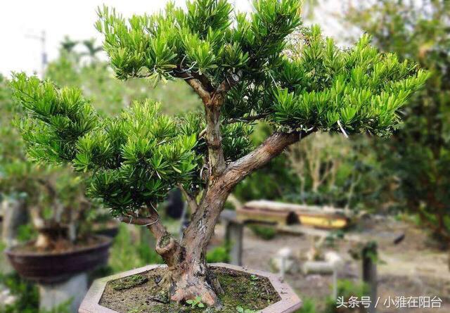 罗汉松叶子枯萎怎么治疗,罗汉松叶子枯萎后怎么补救