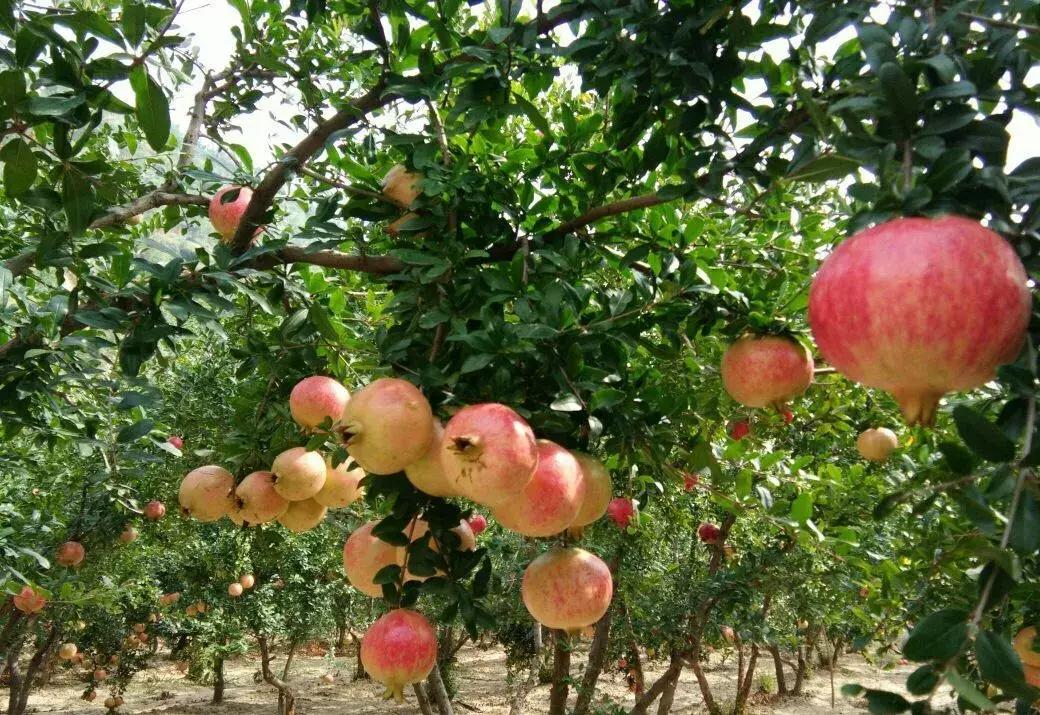 石榴突尼斯软带籽石榴,世界上最红突尼斯软籽石榴