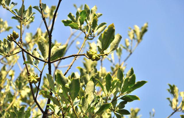 农村这种植物有香料之王,小时候农村常见可食用植物