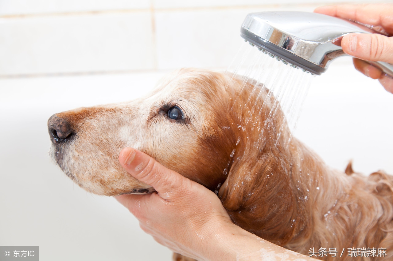 狗狗身上有好多皮屑老挠怎么回事,狗狗身上出现块状掉毛