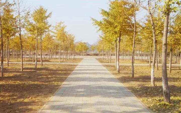 去一些风景美的地方,又到了欣赏银杏的季节治愈系风景