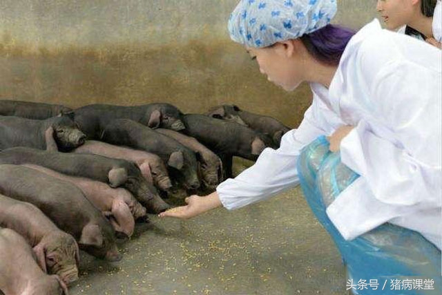 猪育种方法和技术,猪繁育技术有哪几种