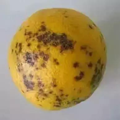 柑橘的病害图片大全及防治,柑橘的病害图谱及防治措施