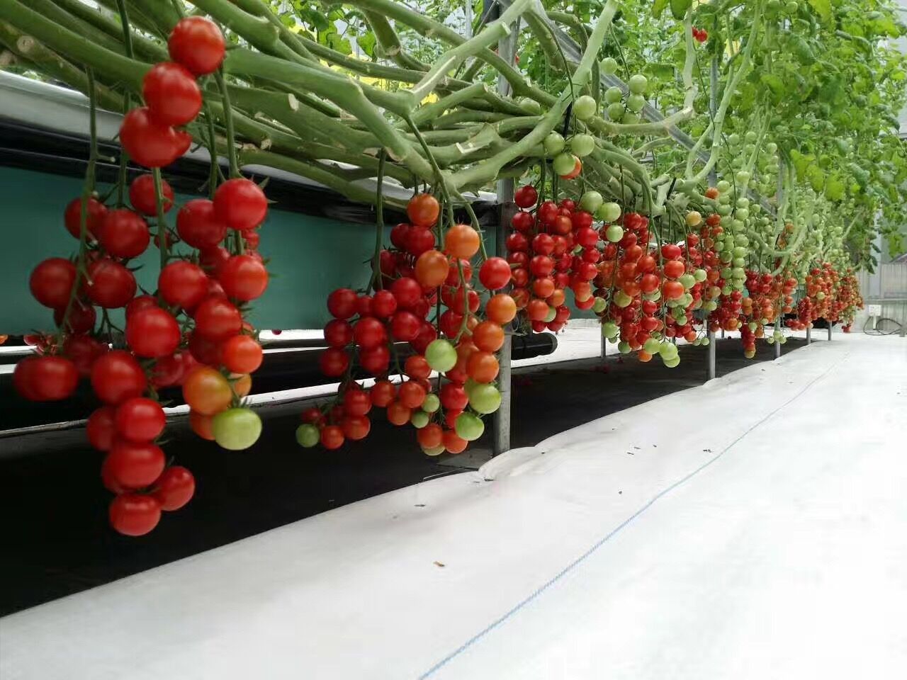 西红柿无土栽培的水肥浓度是多少,种植西红柿营养土怎么调配