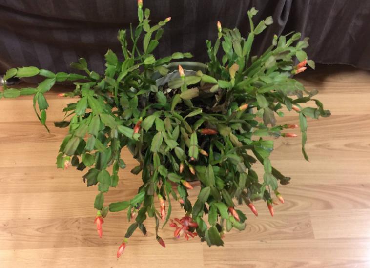 花盆里的土结块了怎么弄出来,盆里有硬块怎么处理