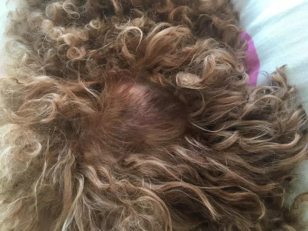 主人给狗狗洗澡溅一身水,给狗狗洗澡用错沐浴露没事吧