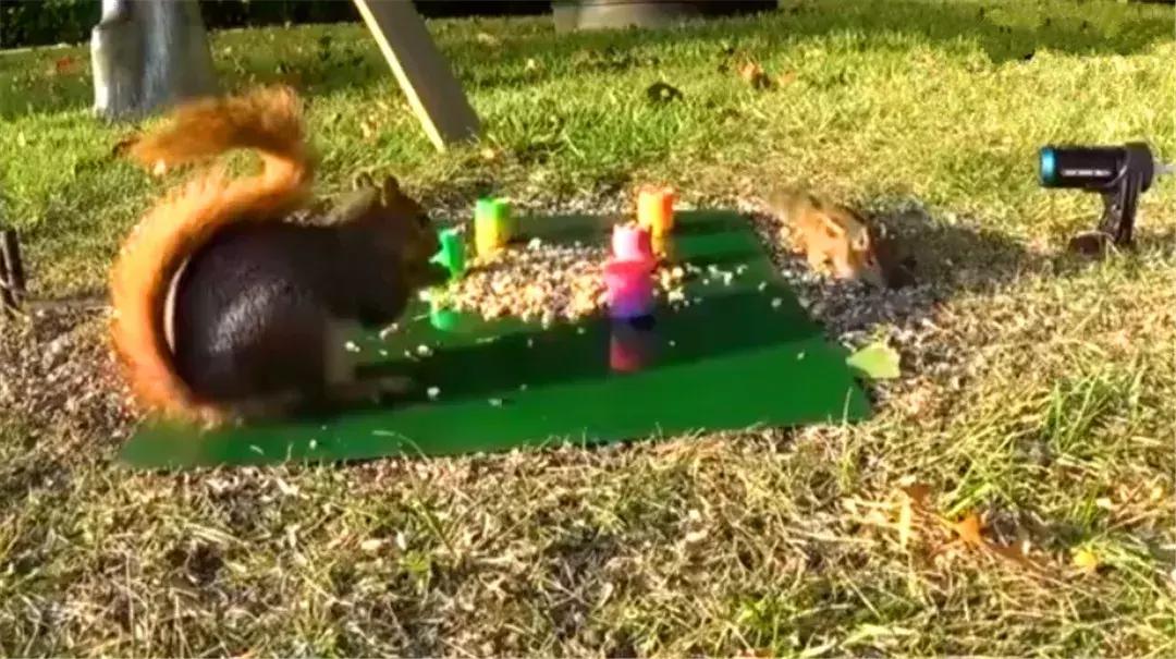 花栗鼠吃松鼠视频,花栗鼠吃虫子视频