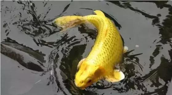 金鲤可以救人却不能自救,金鲤鱼报恩视频