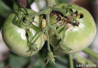 这个药杀虫效果比康宽还好，成本还低，可惜许多人不知道