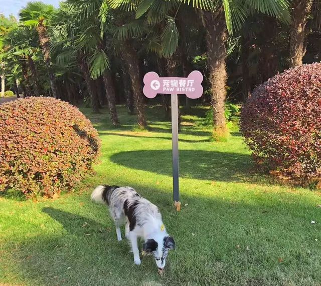 探秘2500亩魔都后花园!欧式别墅独栋、宠物乐园、动物农场高尔夫