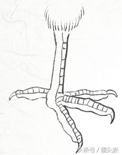 禽鸟脚爪结构图大全,鸟爪子的画法和技巧