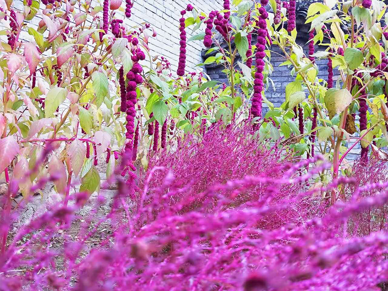 秋景西安好去处,雨后遇晴天留坝寻秋色