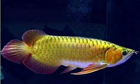 新手养龙鱼开缸及养水步骤,饲养龙鱼要什么缸底放鱼