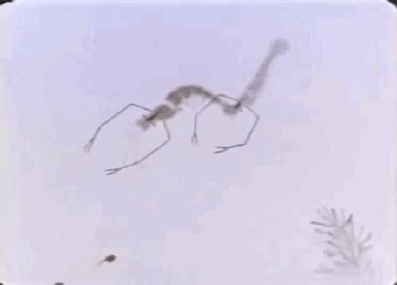 国内动画的巅峰之作水墨风,中国经典水墨动画片200部大合集