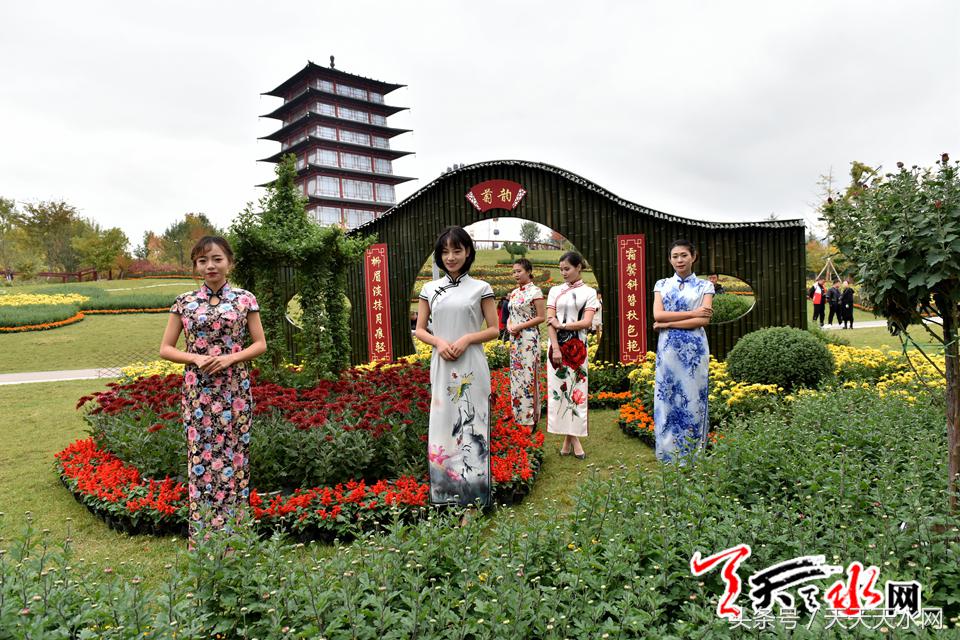 天水麦积菊展,金秋菊展日记