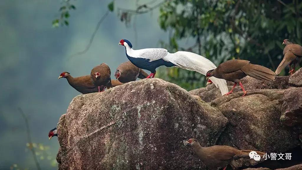 普通野鸡会犯法么,把野鸡弄死会坐牢吗