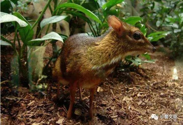 普通野鸡会犯法么,把野鸡弄死会坐牢吗