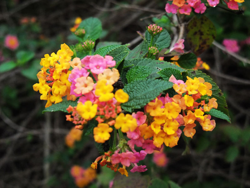 穷驴500块囧囧游香港（详细攻略带图）