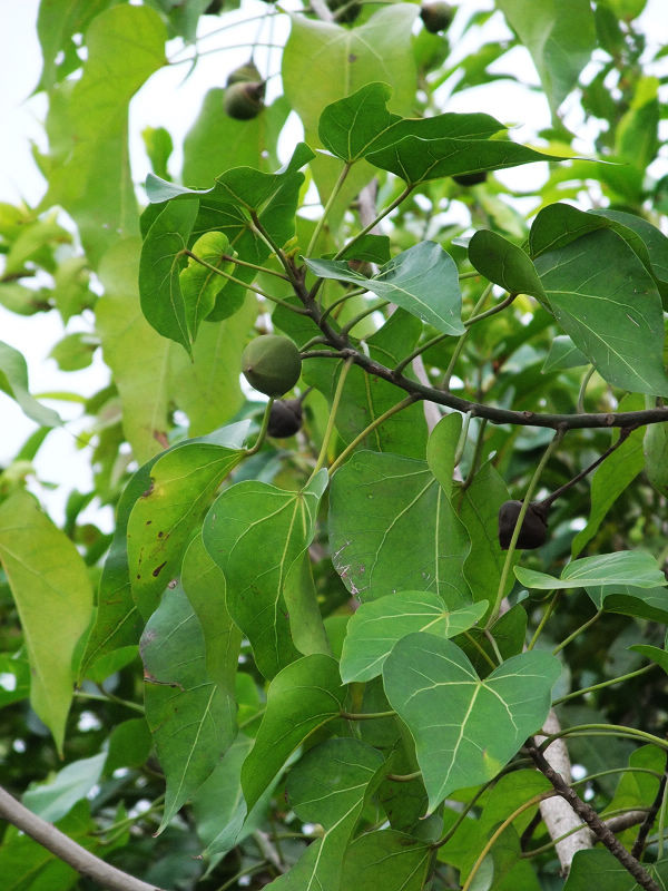 穷驴500块囧囧游香港（详细攻略带图）