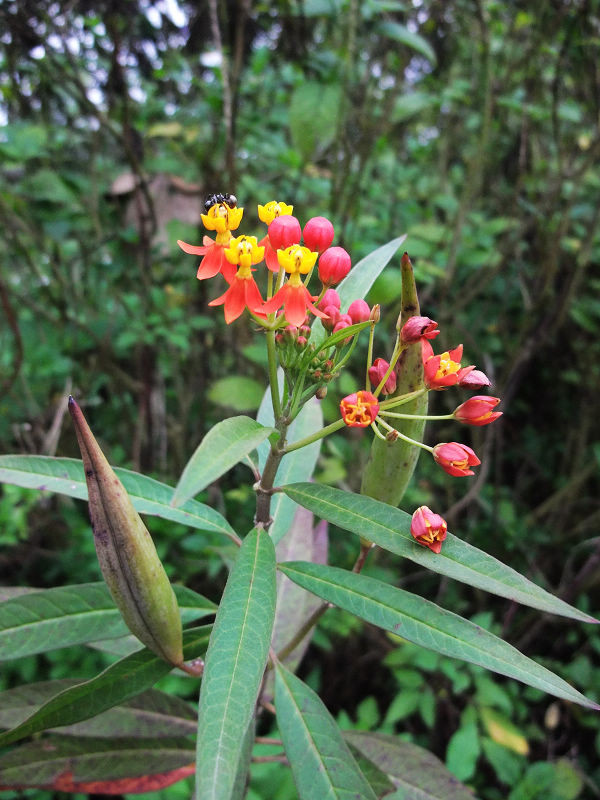 穷驴旅游,港囧游香港