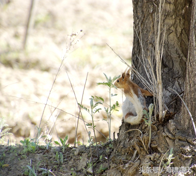 天南地北看松鼠还是太白松鼠美
