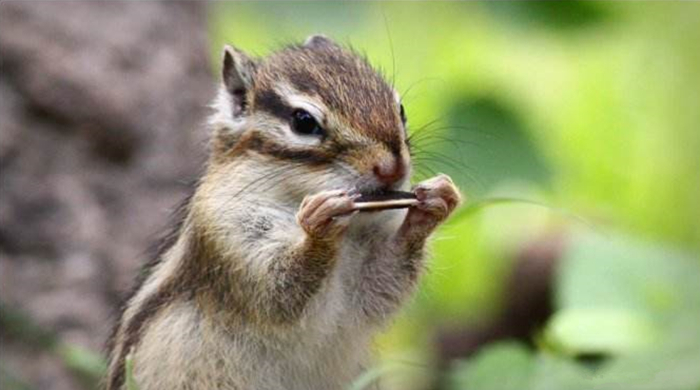 花栗鼠吃松鼠视频,花栗鼠吃虫子视频