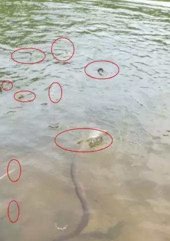 放生1瓶矿泉水，解救八万四千虫？矿泉水厂：你家水里才有虫！