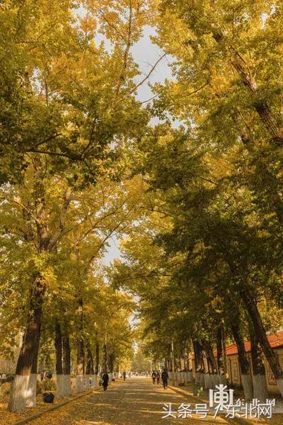 哈尔滨高校打卡,哈尔滨的风向标著名打卡地