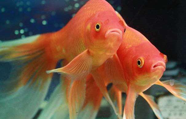 养鱼一年赚15万,养鱼一年赚上亿元案例