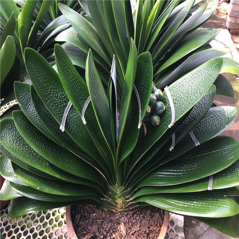 新手入门首先选的君子兰品种介绍,二百块钱一棵的君子兰是好品种吗