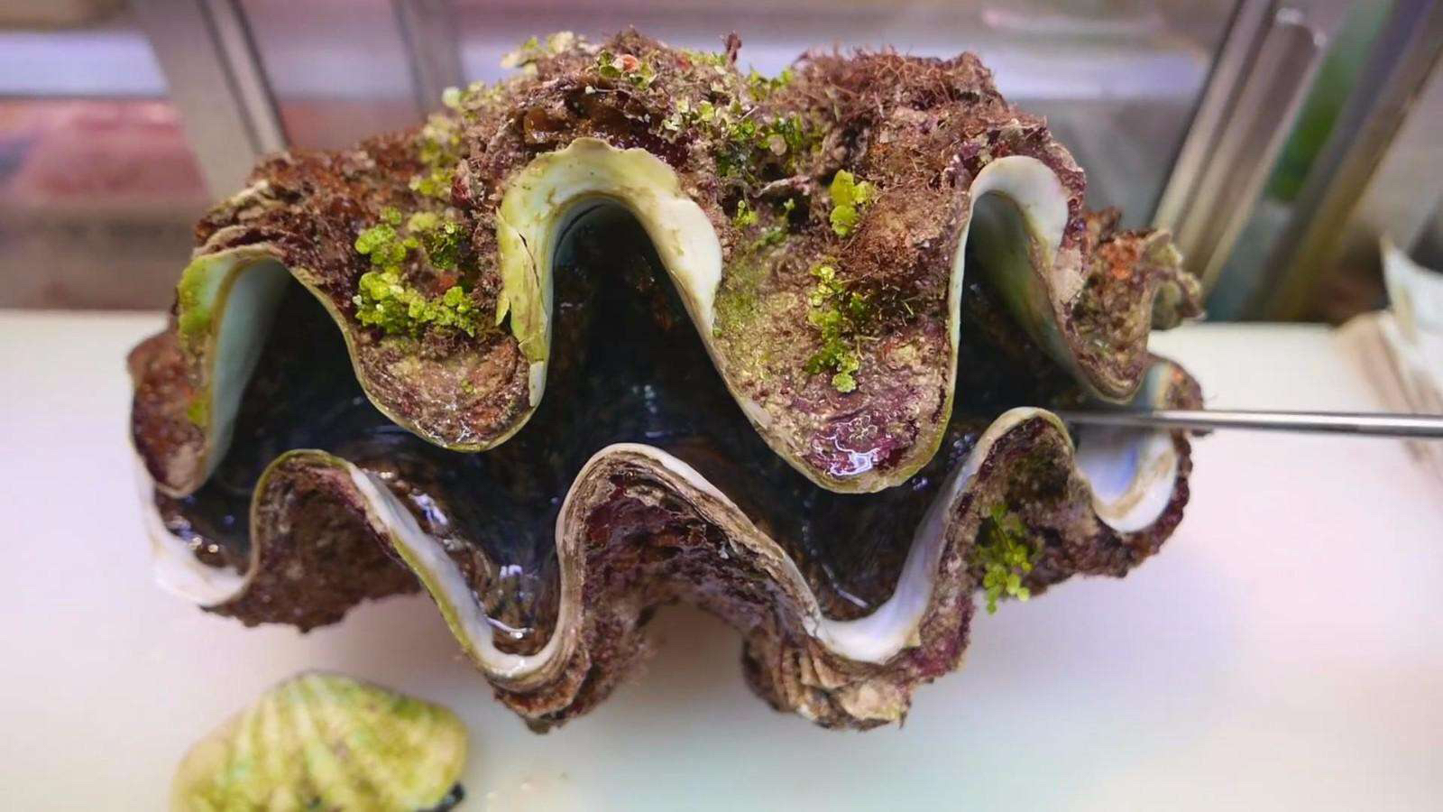 砗磲怎么入药,砗磲有肉吗