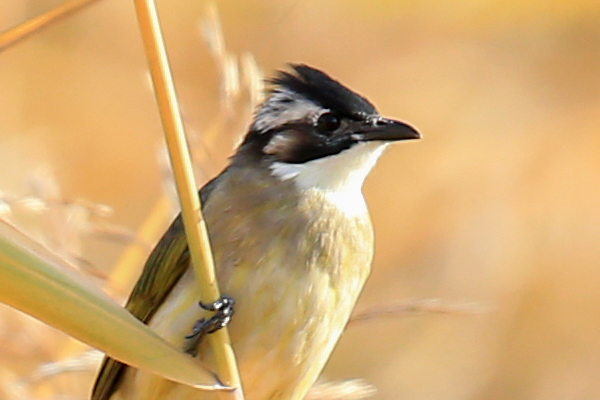 适马501001.8镜头评测,适马35mmf1.4dgdn评测