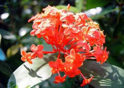 各个国家的国花是哪些,各国家的国花是什么样子