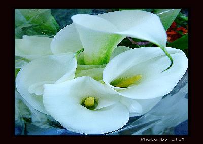 各国花图片,各国花大全