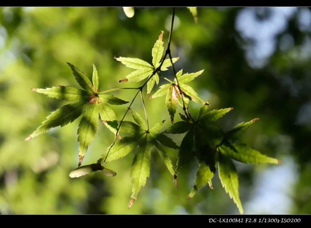 松下lx100m2色彩滤镜如何设置,松下lx100m2画质对比