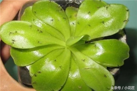 多肉有小虫子怎么办,小黑飞介壳虫多肉
