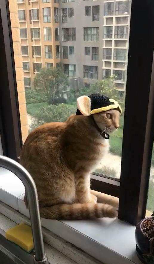 天猫精灵喵控智能,天猫精灵机器人推荐