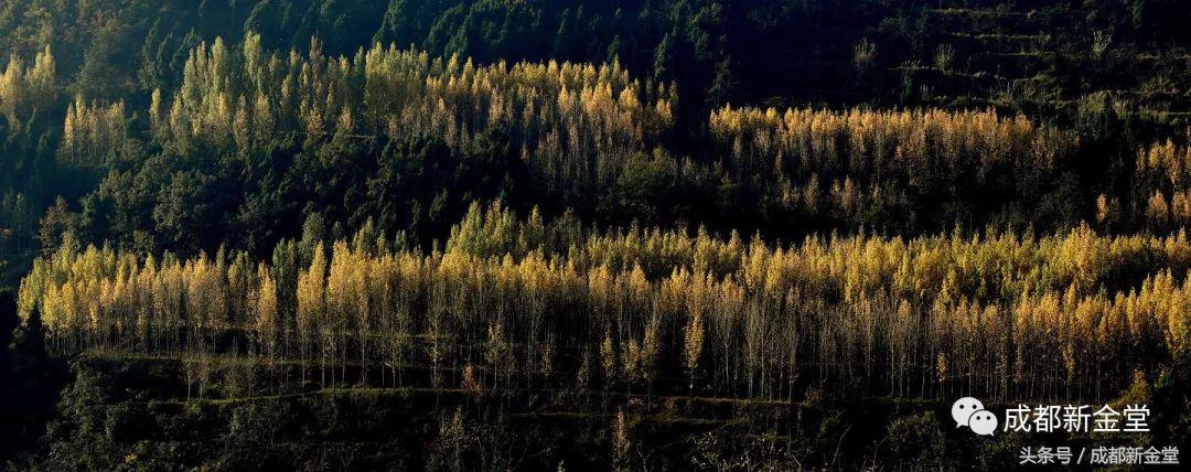 金堂秋色,秋天金堂十大必去景点