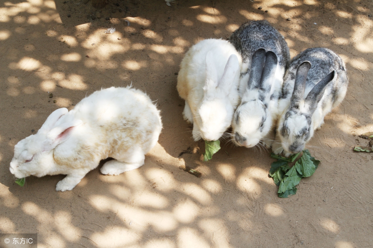 家兔的疾病与治疗方法,散养家兔的管理与疾病预防