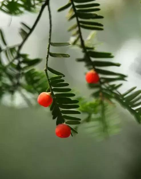 10首相思的诗句,九首相思诗词九重相思境界