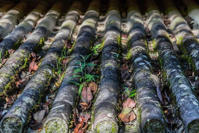 鑽疯姳鍙ら晣鑵惧啿,鑵惧啿鑽疯姳鍙ら晣