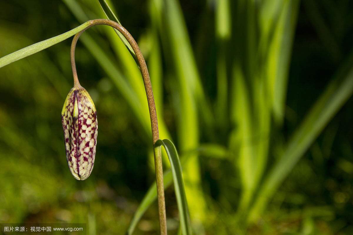 中药材川贝母价格,中药材川贝母