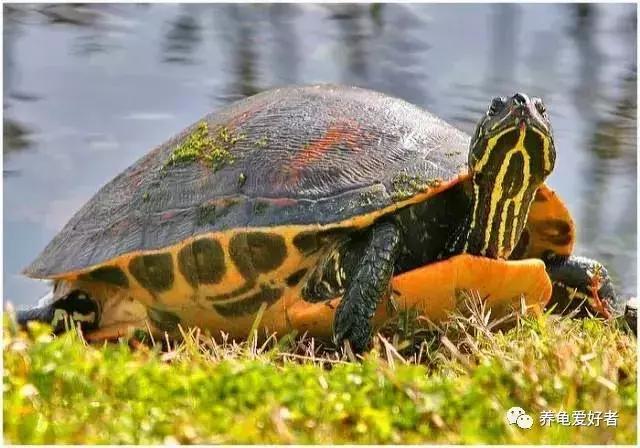 瑟瑟秋风之下，天气转凉，龟要怎样去照顾呢？